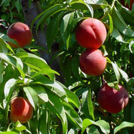 Photo of Flamin' Fury® (PF 11) Peach Tree