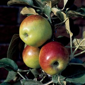 Dwarf Fuji Apple Tree - Yarden