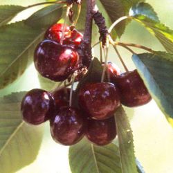 Photo of Lapins Sweet Cherry