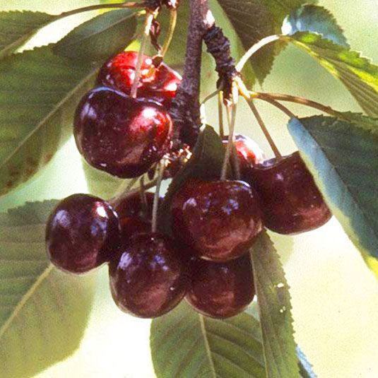 Photo of cherries on tree.