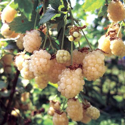 Photo of white colored blackberries.