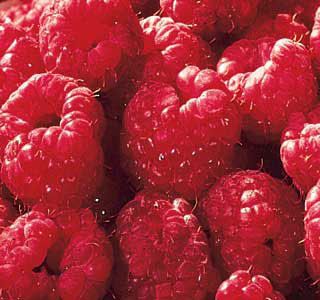 Killarney Red Raspberry Plant - Stark Bro’s