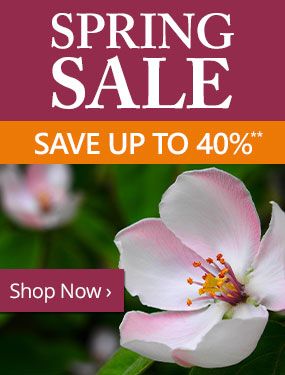 Spring Sale - Save up to 40%