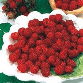 Photo of Tulameen Red Raspberry Plant