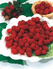 200 Giant Tulameen Raspberry Seeds - Sweet, Medicinal, Antioxidant-Rich, High-Fiber - Perfect For Home Gardens, Full Sun, Hardy In Zones 3-8