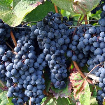 Photo of grapes on vine.
