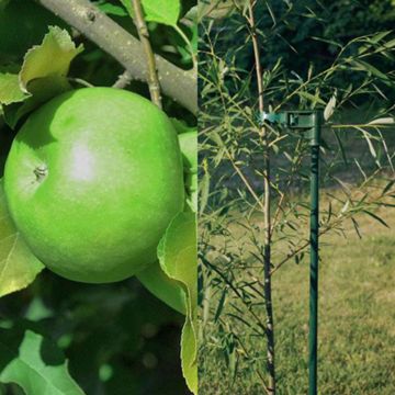 Photo of Dwarf Apple Tree & Stake Set