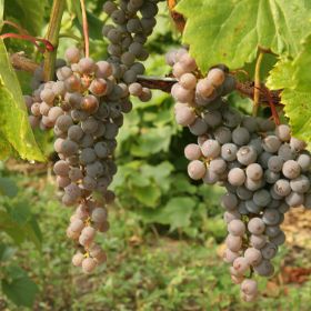 Photo of grapes on vine.