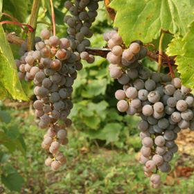 Photo of Frontenac Gris Grape Vine