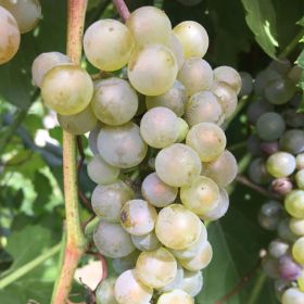 Photo of grapes on vine.