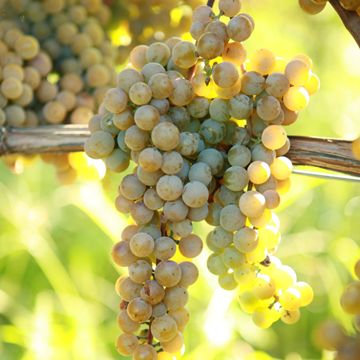 Photo of La Crescent Grape Vine