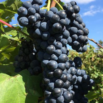 Photo of Marquette Grape Vine