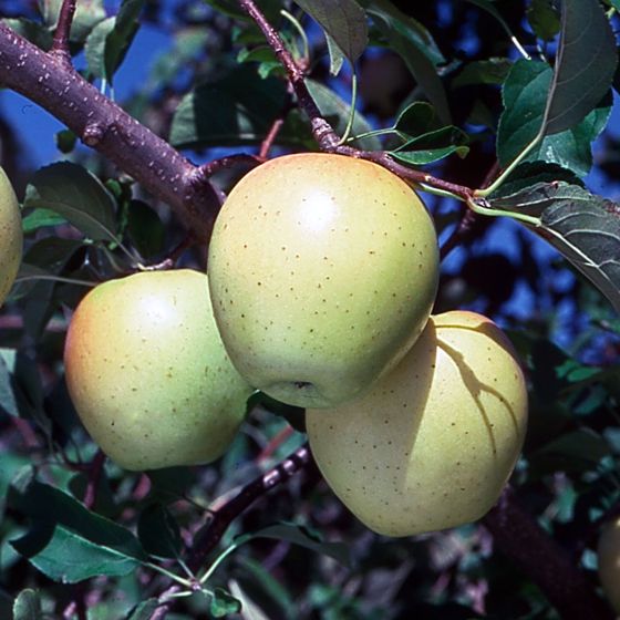 Photo of Stark® UltraGold™ Apple Tree