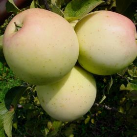 Photo of ultragold apples on tree.
