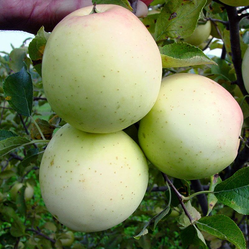 Buckeye Gala® Apple Tree - Stark Bro's