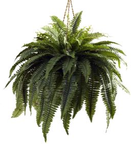 Boston Fern hanging