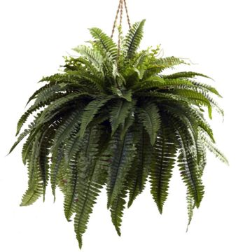 Boston Fern hanging