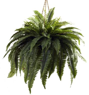 Boston Fern hanging