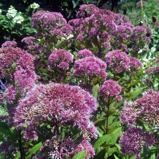 Little Joe Pye Weed with purple color