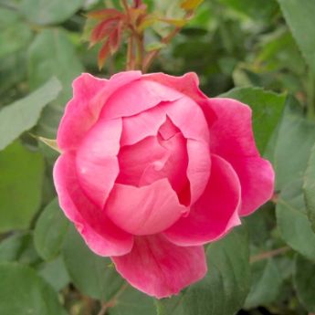 A pink rose