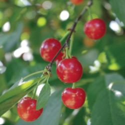 Stark® Montmorency Pie Cherry Tree