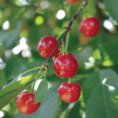 Stark® Montmorency Pie Cherry Tree