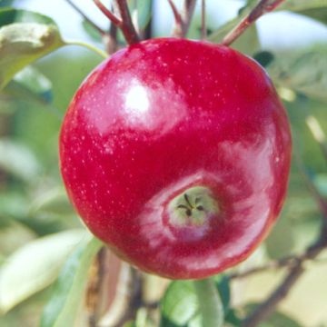 Dandee Red® Apple with bright rosy color