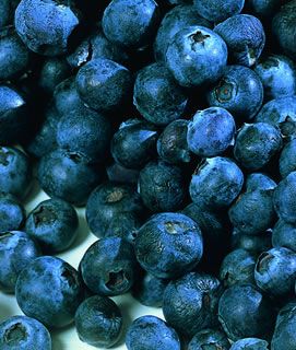 Photo of Ozarkblue Blueberry Plant