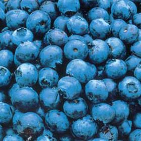 Photo of Southmoon Blueberry Plant