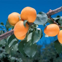 Photo of Giant Tilton Apricot