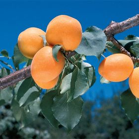 Photo of Giant Tilton Apricot Tree