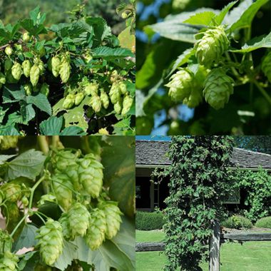 Craft Brewer's Premium Hops Collection