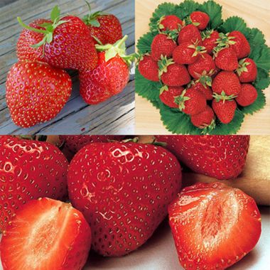 Stark Strawberry Plant Collection with 3 strawberry varities