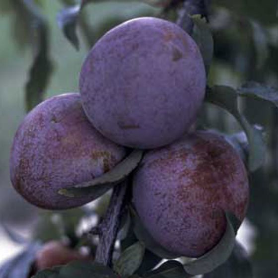 Photo of Burbank™ Elephant Heart Plum Tree