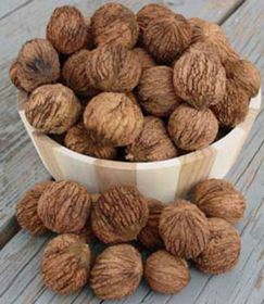 Photo of Burbank™ Royal Black Walnut Tree