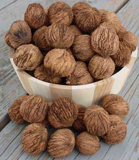 Photo of Burbank™ Royal Black Walnut Tree