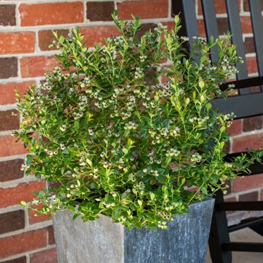 Bushel and Berry® Blueberry Buckle® Blueberry plant in container