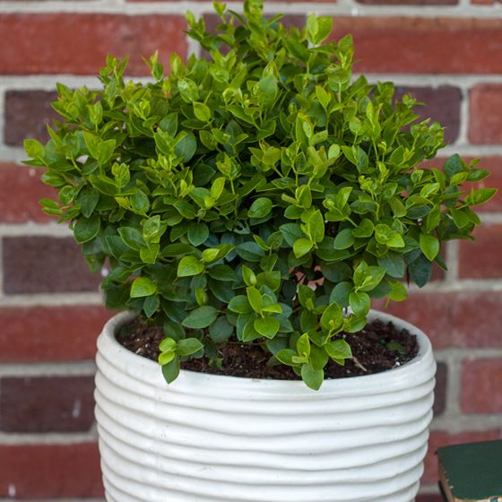 Bushel and Berry® Southern Bluebelle™ Blueberry plant in pot