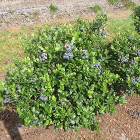 Bushel and Berry® Southern Bluebelle™ Blueberry Plant
