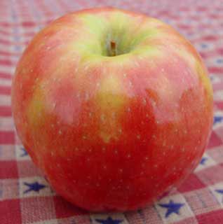 Photo of Sweet Sixteen Apple Tree