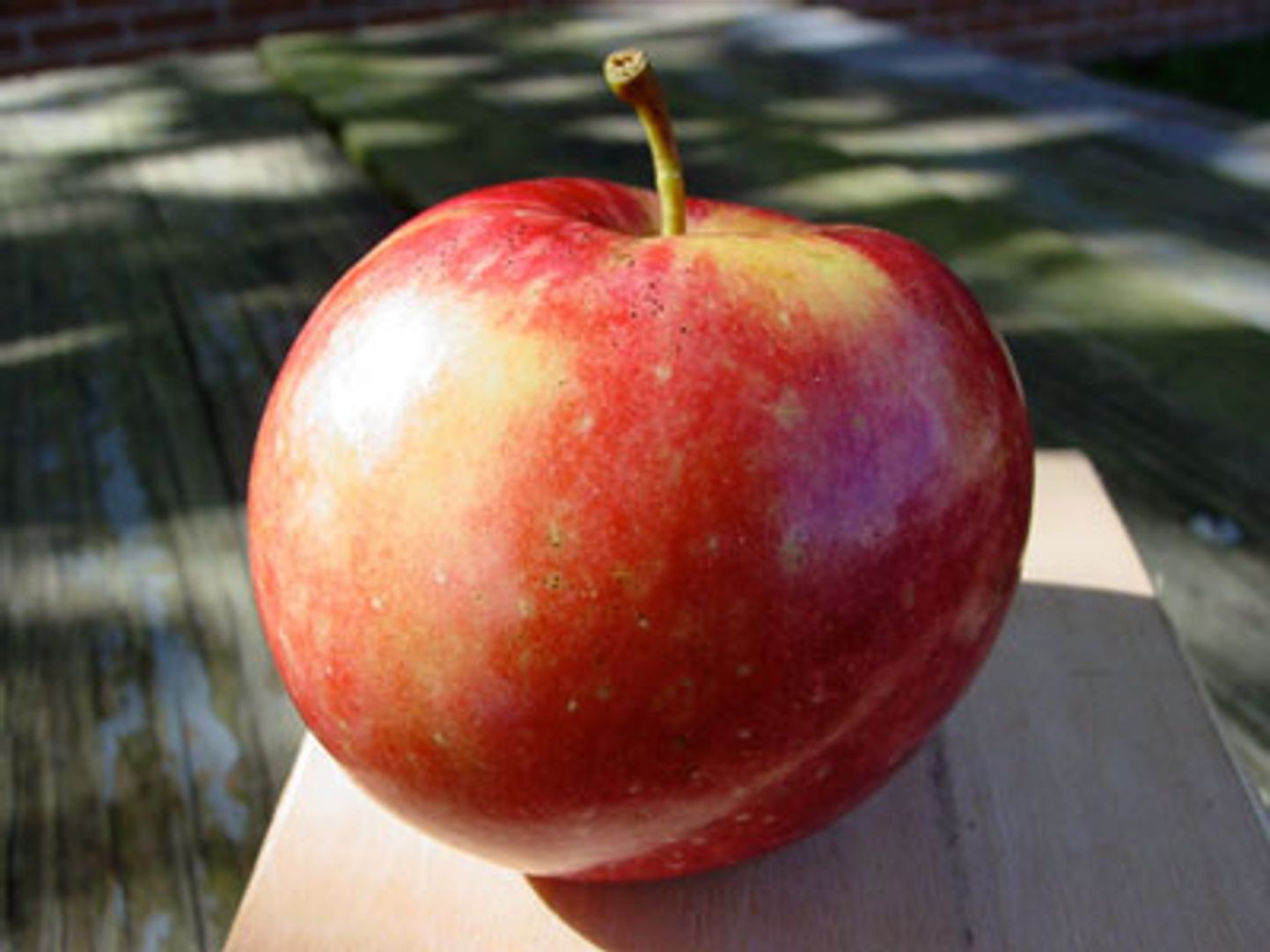 Sweet Sixteen Apple Tree - Stark Bro's
