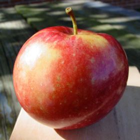 Photo of Sweet Sixteen Apple Tree