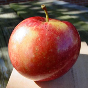 Photo of Sweet Sixteen Apple Tree