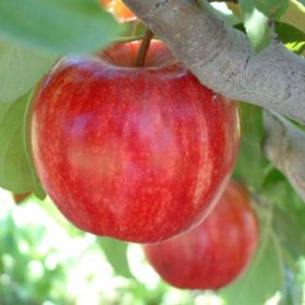 Photo of Starkrimson® Gala Apple Tree