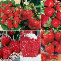 Fave Raves Strawberry Plant Collection, an array of strawberries