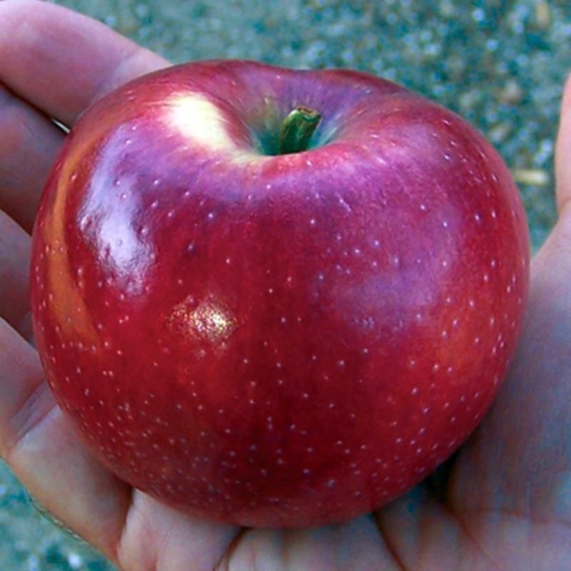 Williams Pride Apple Tree Stark Bro’s