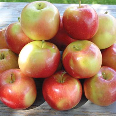 Photo of September Wonder® Fuji Apple Tree