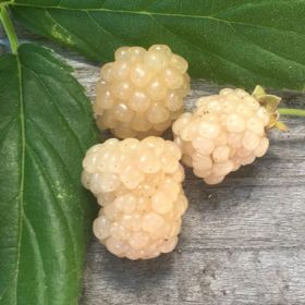 Snowbank White Blackberries