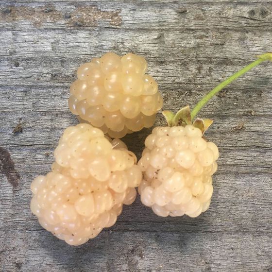 Snowbank White Blackberries