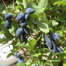 Happy Giant Honeyberries growing